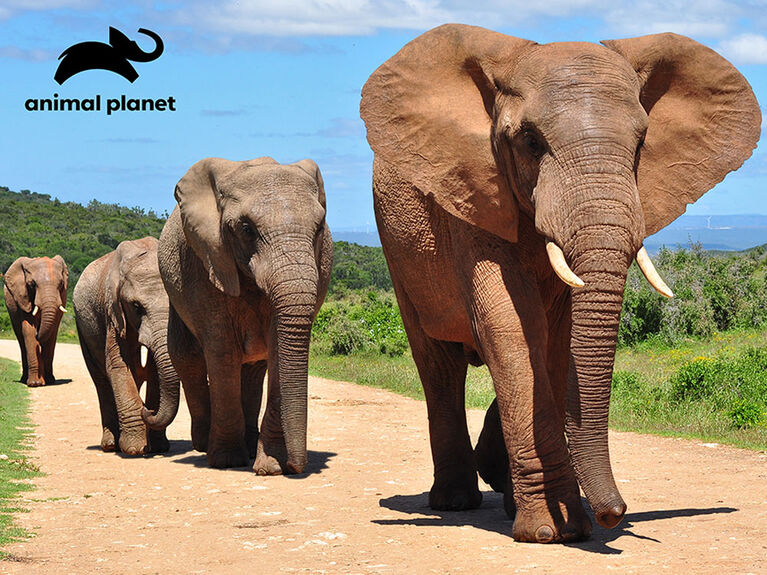 Animal Elephant 500 Piece 3D Puzzle R Exclusive Toys R